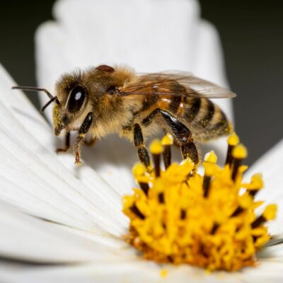 control of varroa beekeeping.jpeg
